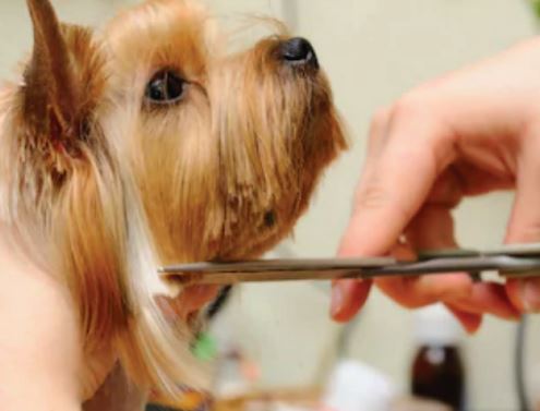 clipping a dog